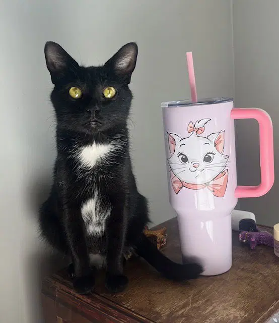 Martini - Domestic Short Hair