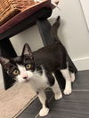 adoptable Cat in  named Debra Morgan