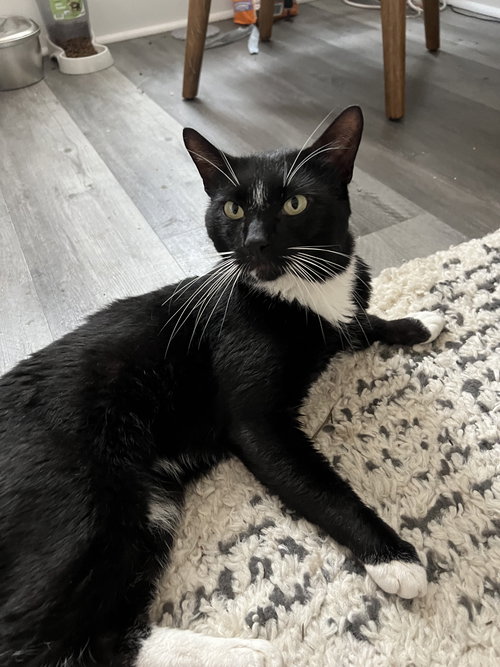 TUCKSIE - Domestic Short Hair available for adoption