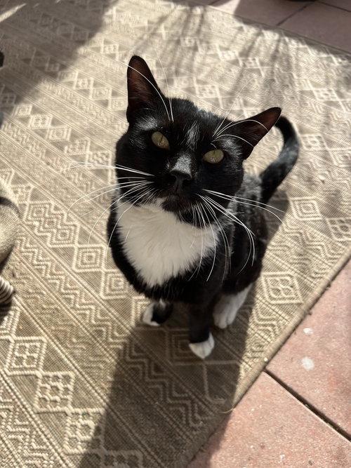 TUCKSIE - Domestic Short Hair available for adoption