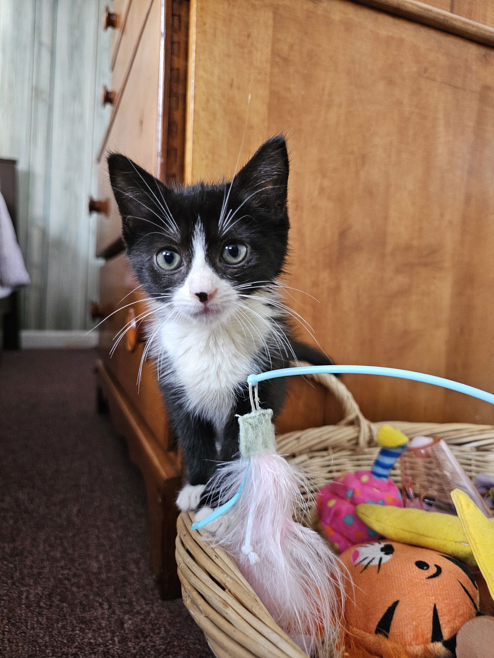 adoptable Cat in Philadelphia, PA named Bender