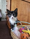 adoptable Cat in , PA named Bender