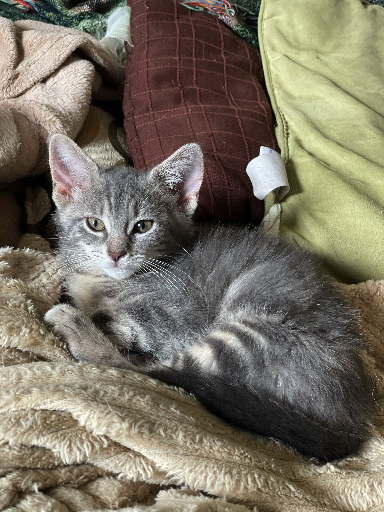 adoptable Cat in Philadelphia, PA named Picaboo