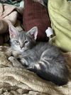 adoptable Cat in , PA named Picaboo