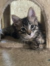 adoptable Cat in  named Jellybean