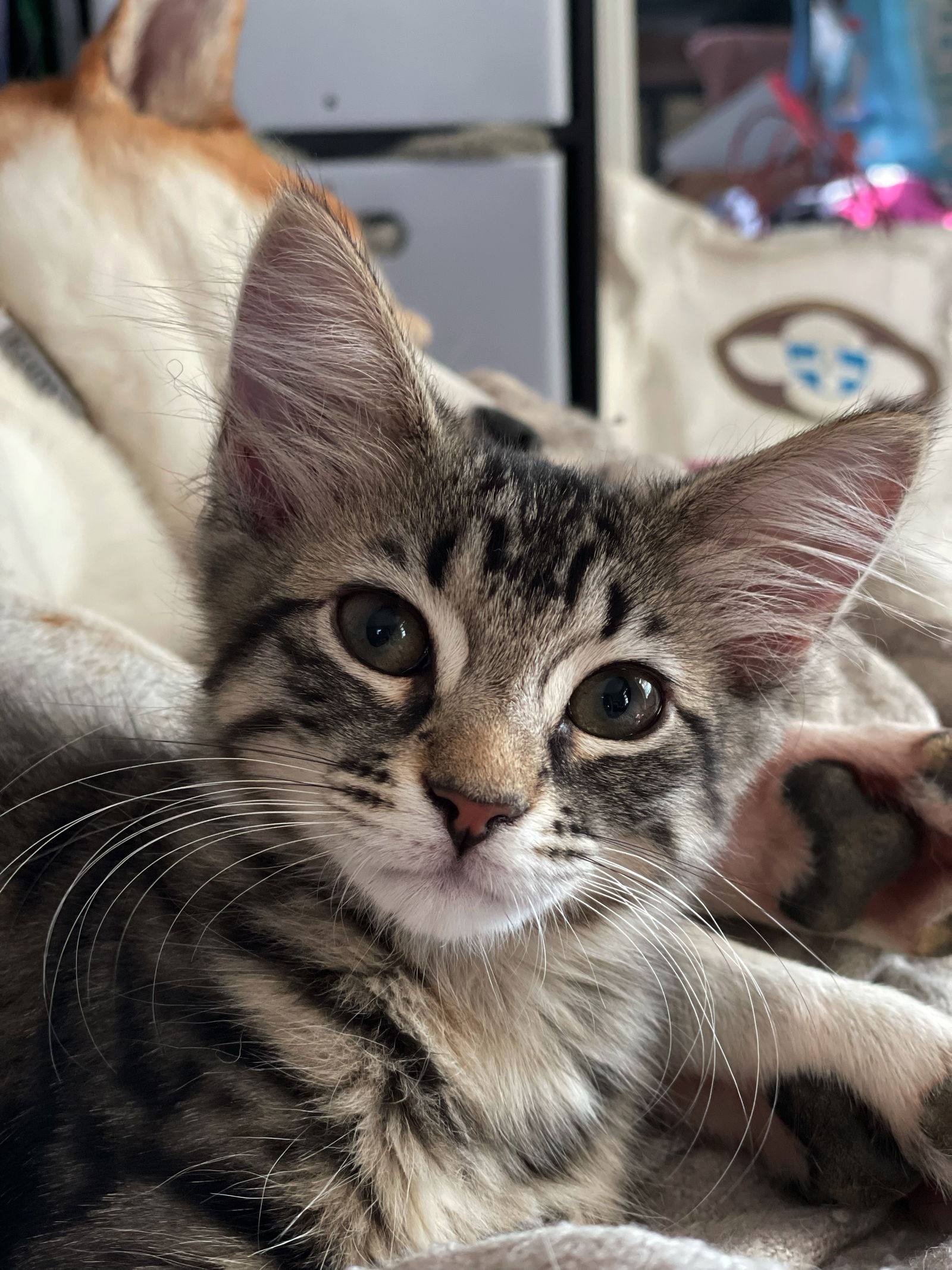 adoptable Cat in Philadelphia, PA named Bunny