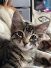 adoptable Cat in  named Bunny