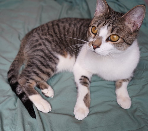 HEMLOCK - Domestic Short Hair available for adoption