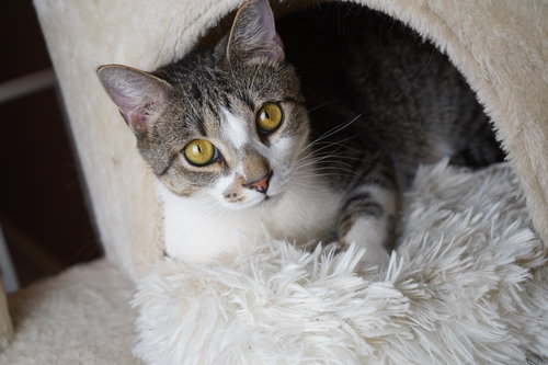 HEMLOCK - Domestic Short Hair available for adoption
