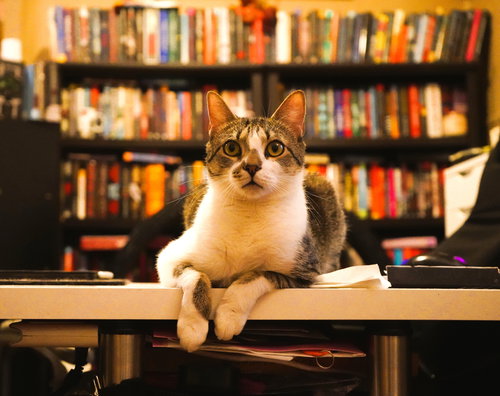 picture of the cat needing adoption