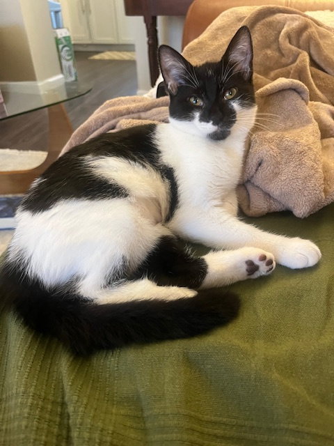 MOO MOO - Domestic Short Hair available for adoption