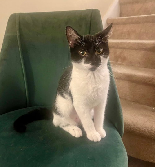 MOO MOO - Domestic Short Hair available for adoption