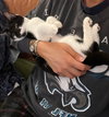 Moo Moo - Photo 3