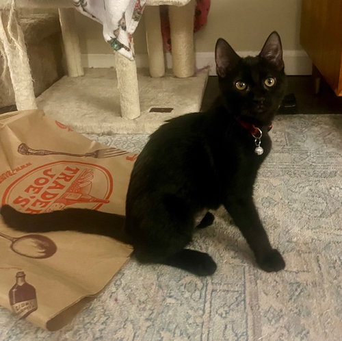 picture of the cat needing adoption