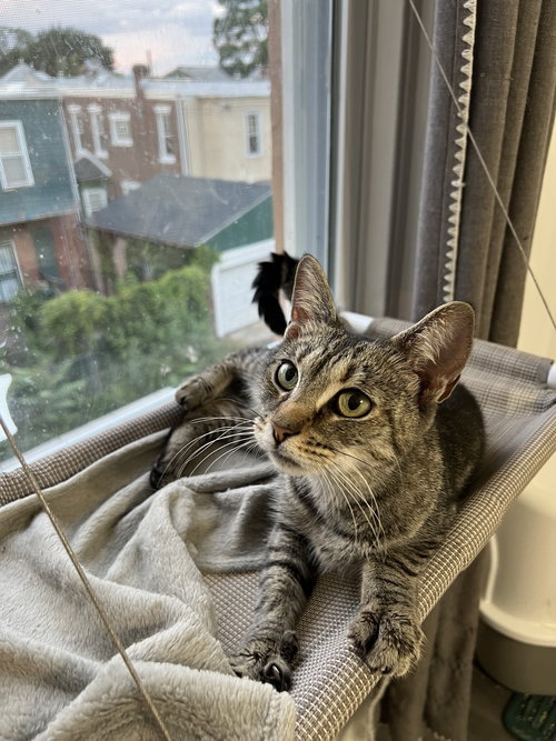SOPHIE - Domestic Short Hair available for adoption