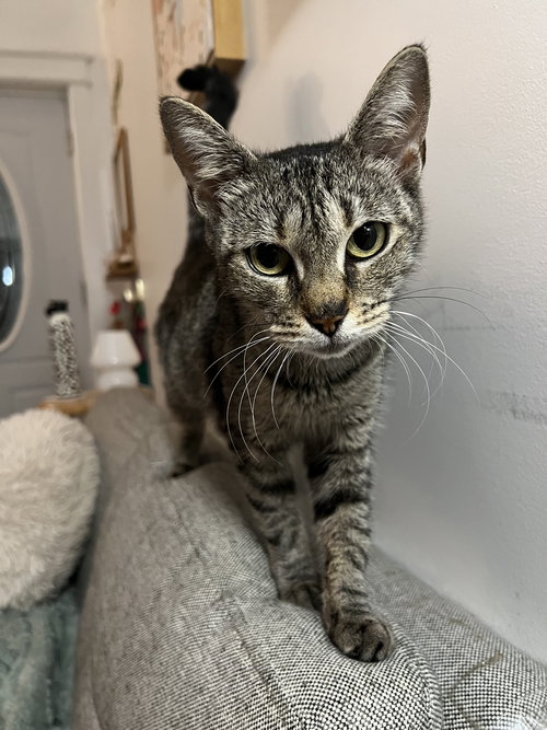 SOPHIE - Domestic Short Hair available for adoption