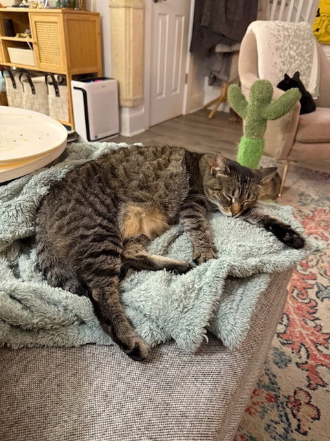 SOPHIE - Domestic Short Hair available for adoption
