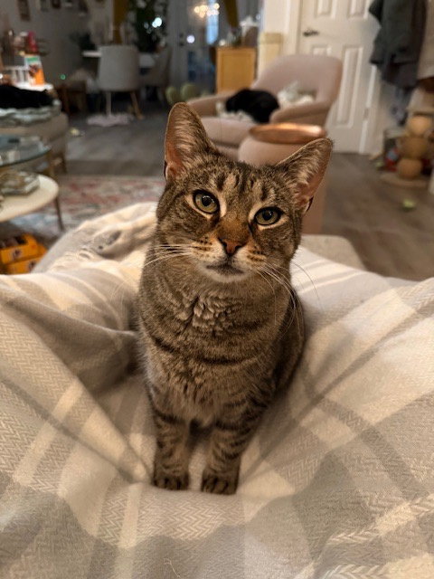 Sophie, cat