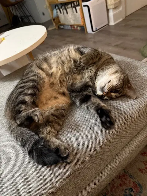 Sophie image 2