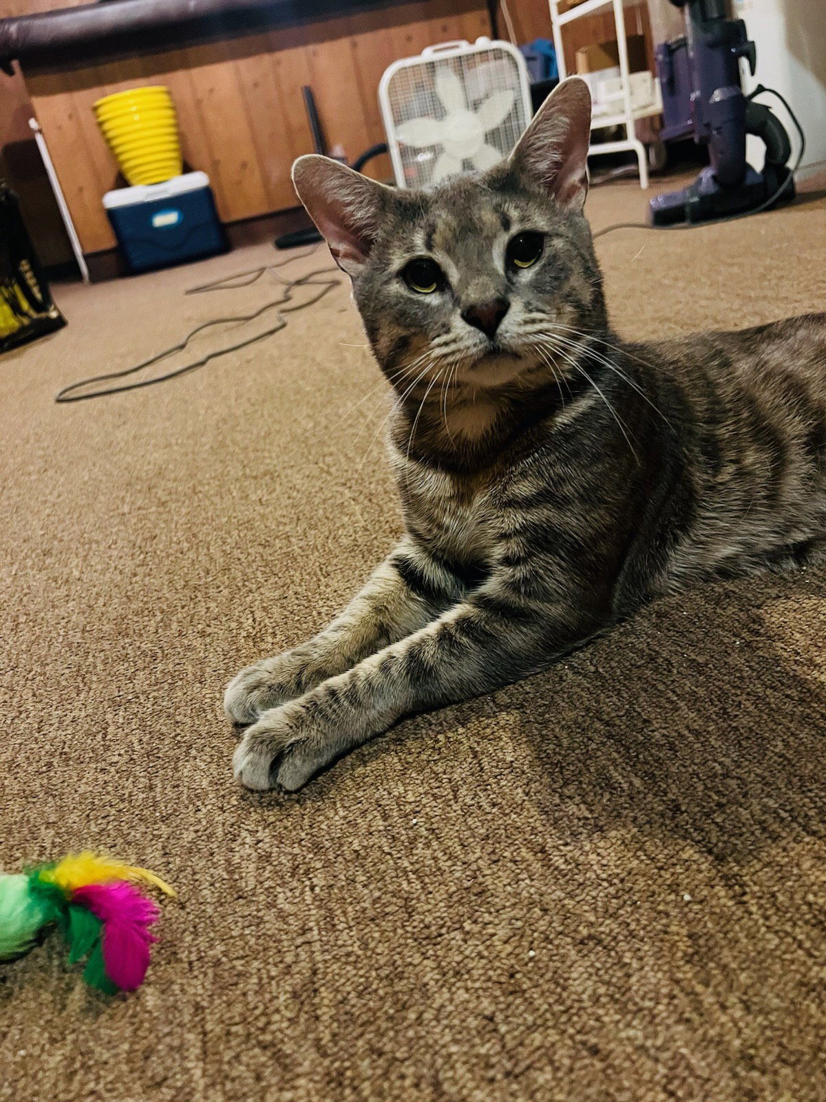 Squish