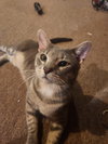 Squish - Photo 2