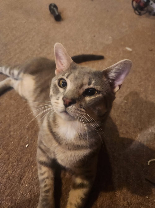 SQUISH - Domestic Short Hair available for adoption