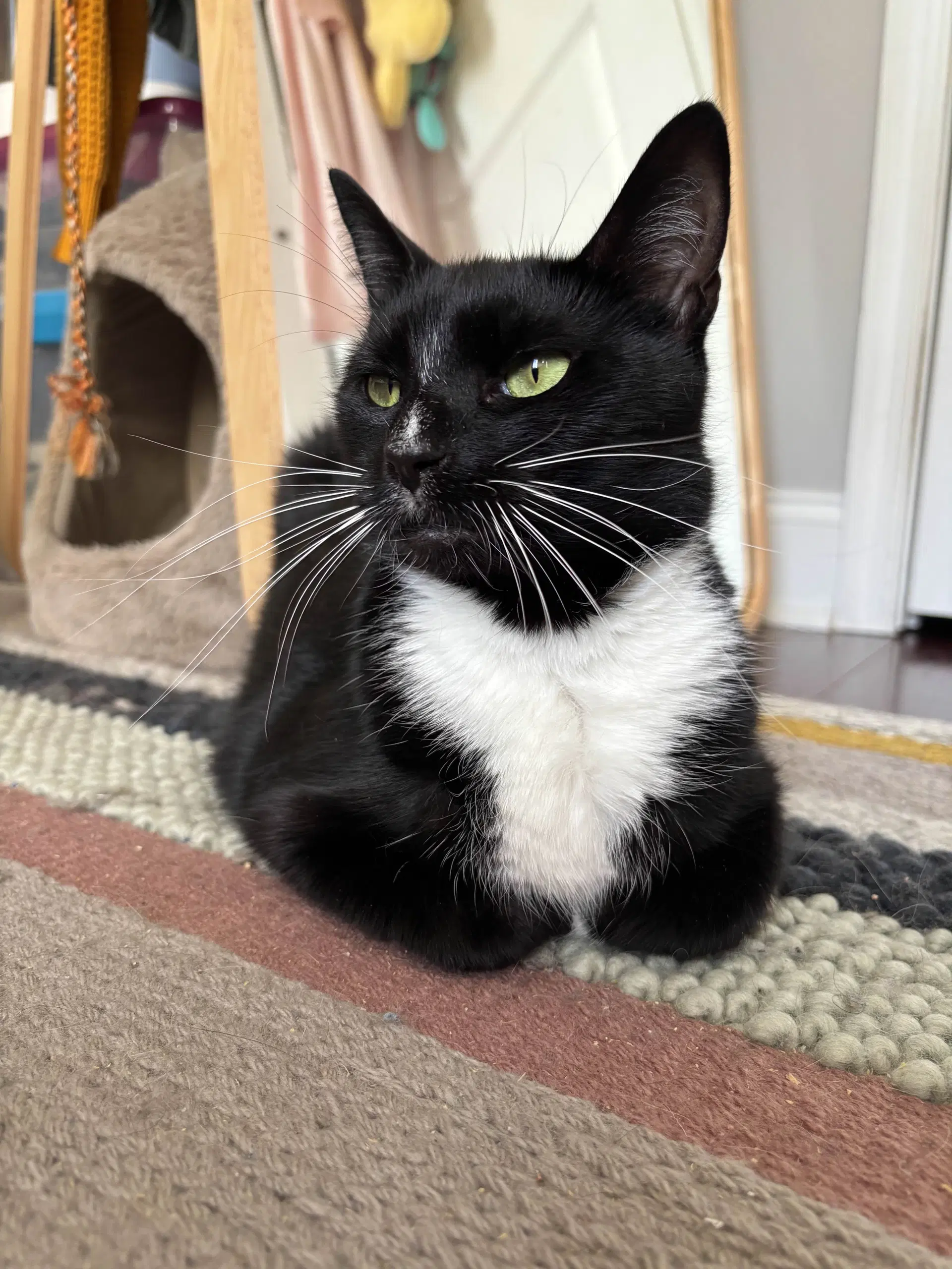 Nance - Domestic Short Hair