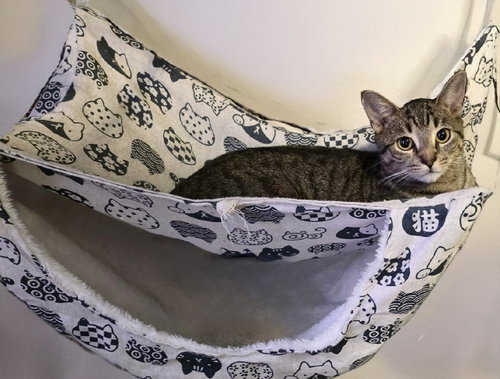 JUNIPER - Domestic Short Hair available for adoption