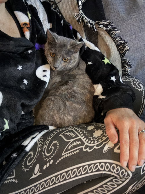ALEXA GRADY - Domestic Short Hair available for adoption