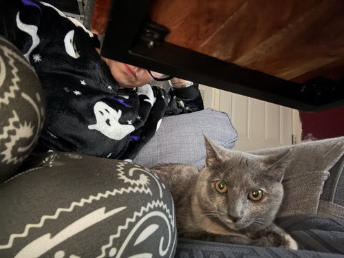 ALEXA GRADY - Domestic Short Hair available for adoption