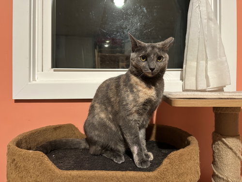 Alexa Grady, an adoptable Domestic Short Hair in Philadelphia, PA