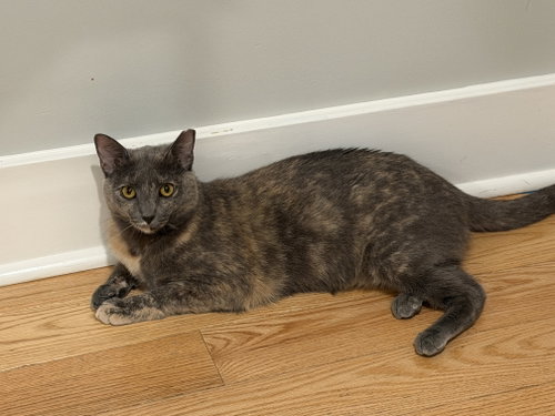 picture of the cat needing adoption