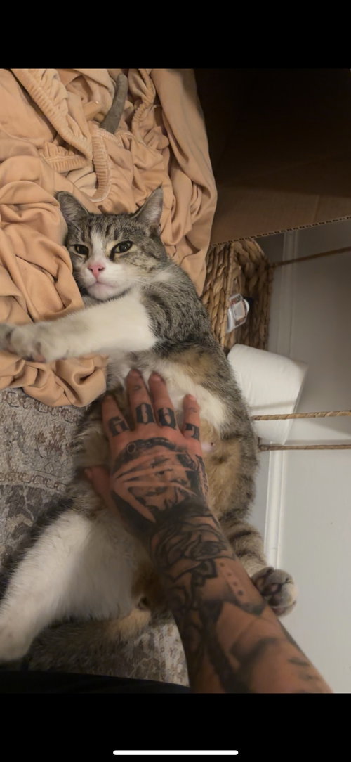 MISS BISCUITS - Tabby available for adoption
