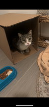Miss Biscuits - Photo 3