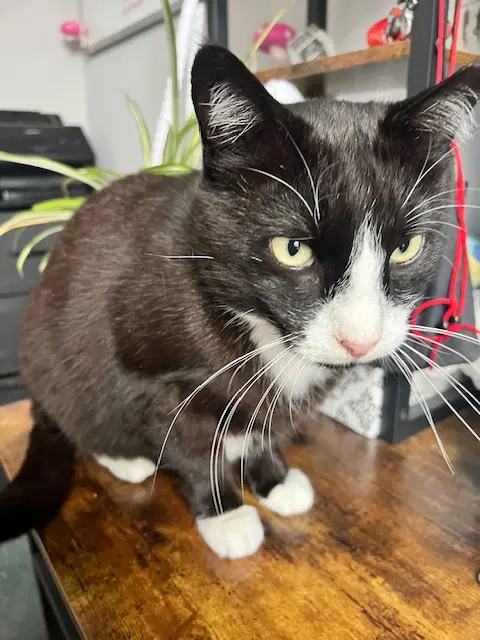 Pops - Domestic Short Hair