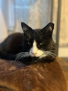 Pops - Photo 2