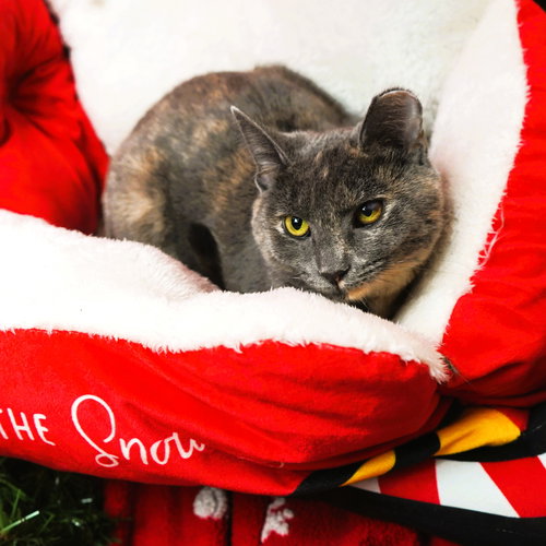 picture of the cat needing adoption