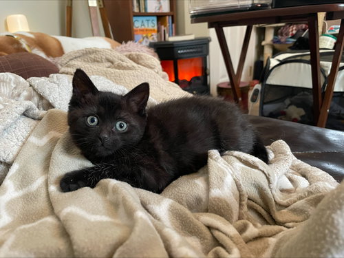 picture of the cat needing adoption