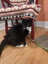 Taffy - Photo 3