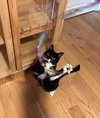 Taffy - Photo 1