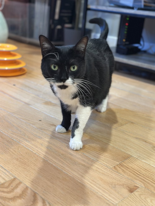 picture of the cat needing adoption