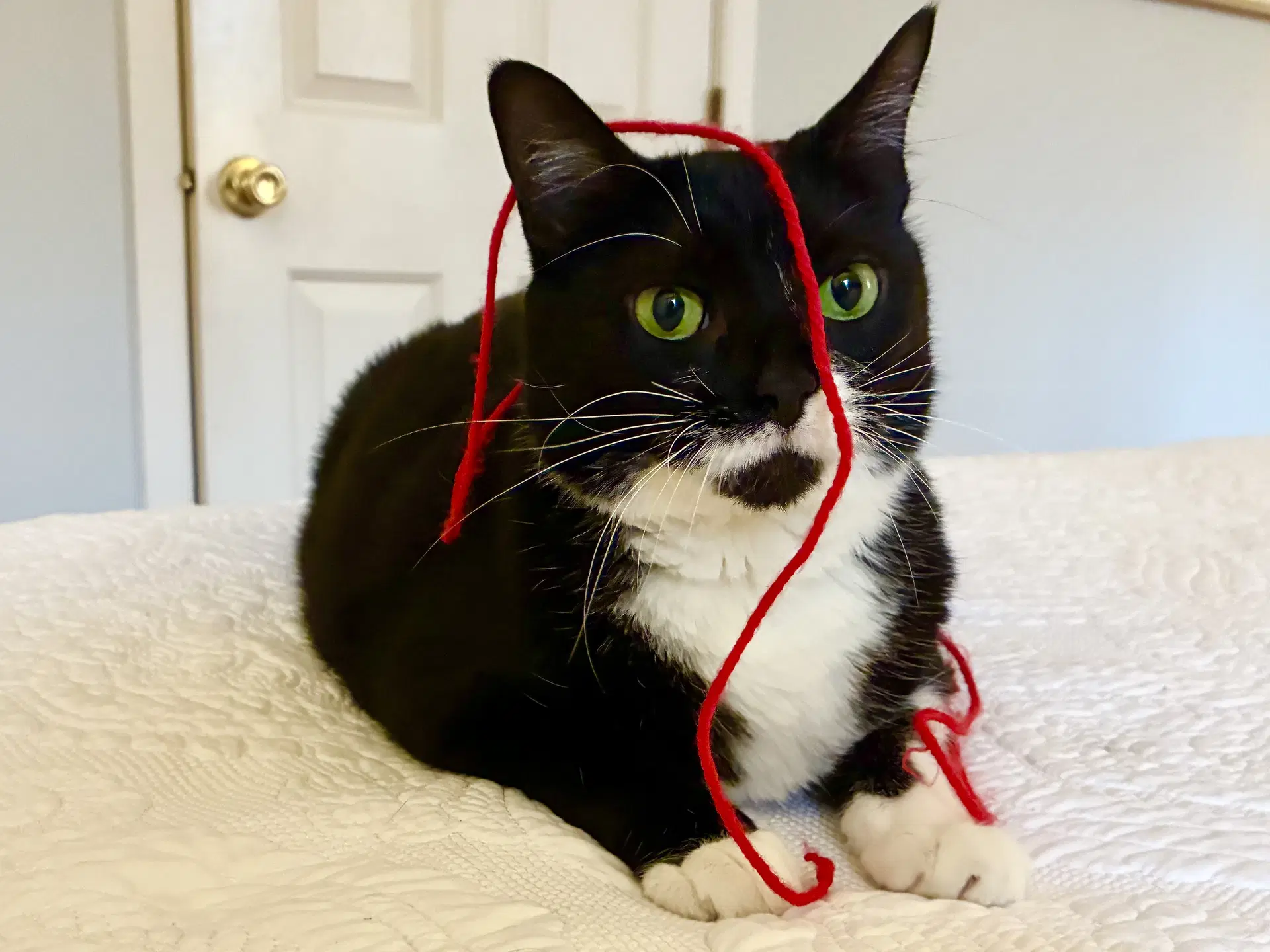 Taffy - Domestic Short Hair