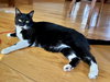 Taffy - Photo 5
