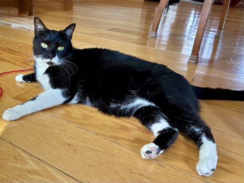 Photo 5 of Taffy