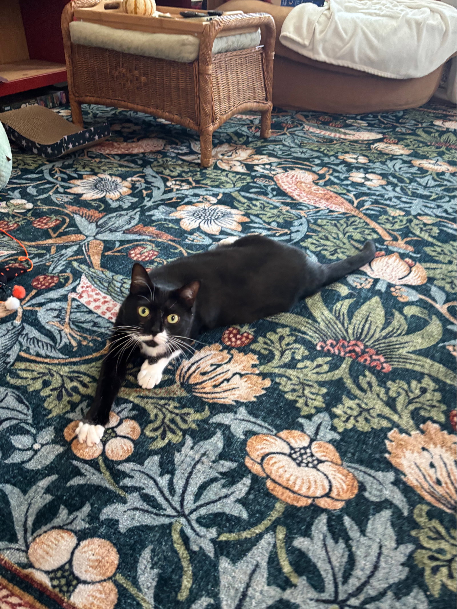 Taffy, photo 2