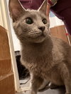 Sasha - Photo 1