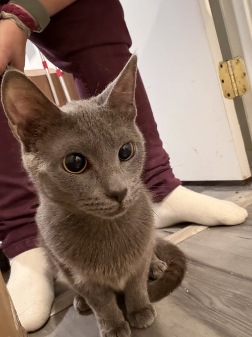 SASHA - Domestic Short Hair available for adoption