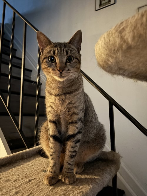 DUCKIE - Domestic Short Hair available for adoption