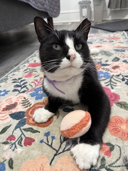 picture of the cat needing adoption