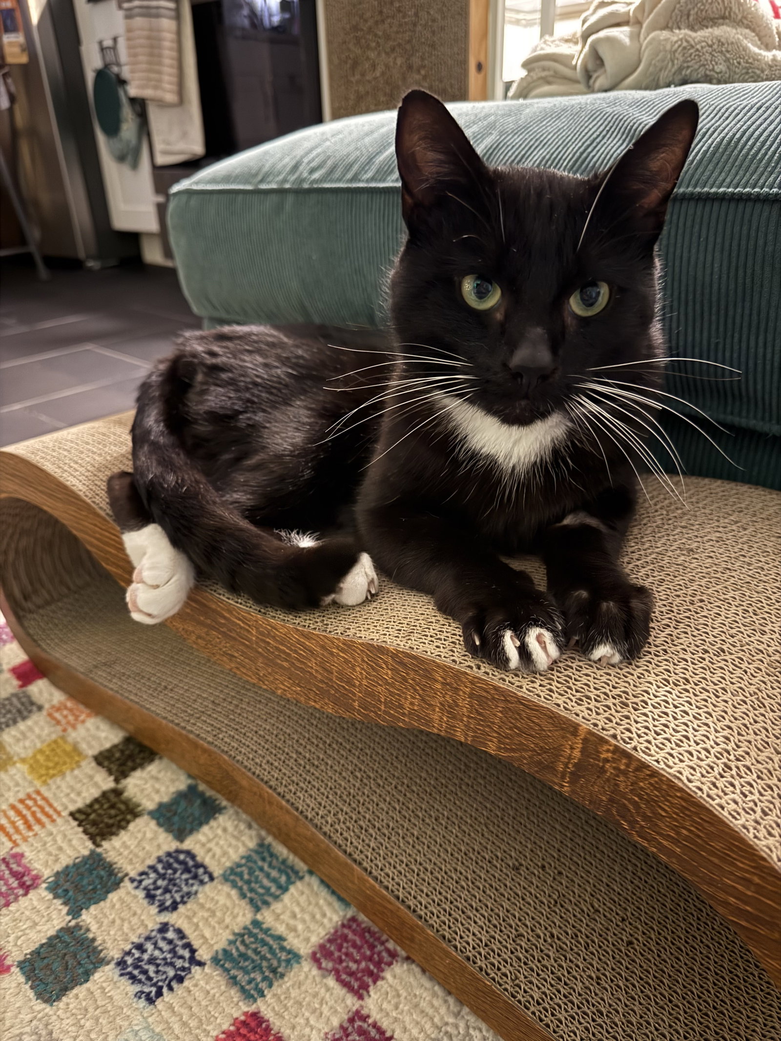 Sylvester Image